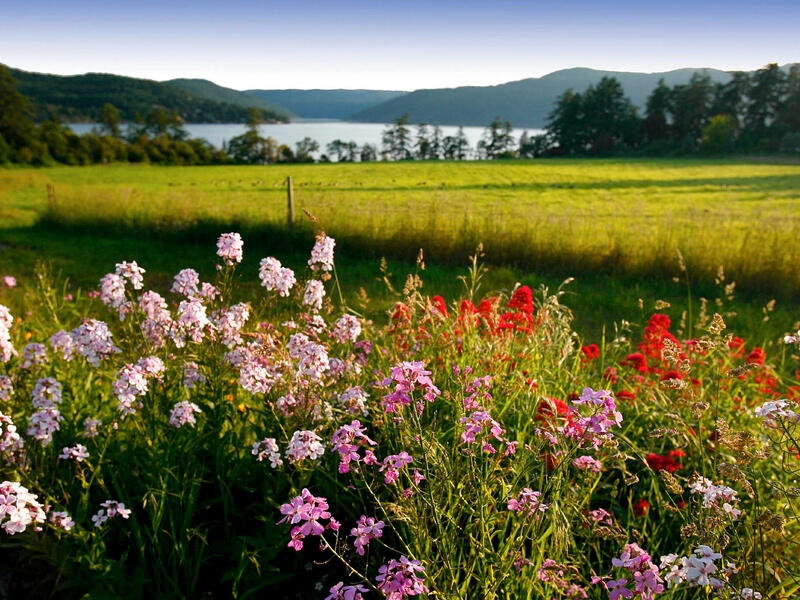 Janie Chandler Real Estate